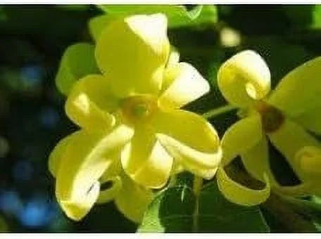 Fragrance Oil 4 Oz U236762