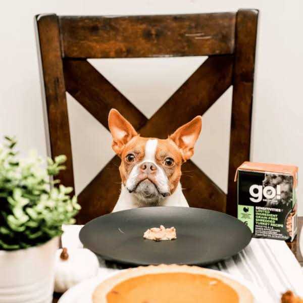Shredded Turkey Wet Dog Food Y2376