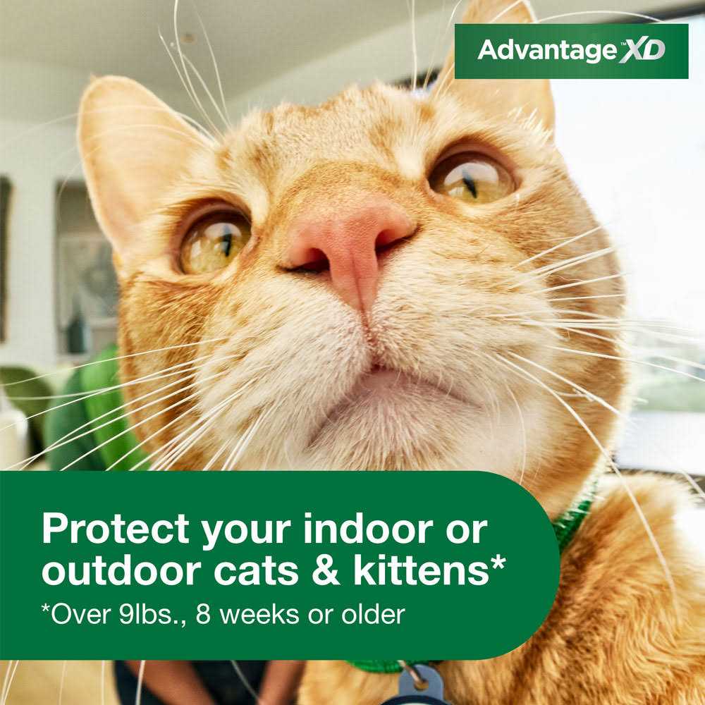 Cat Flea Prevention & Treatment Q761