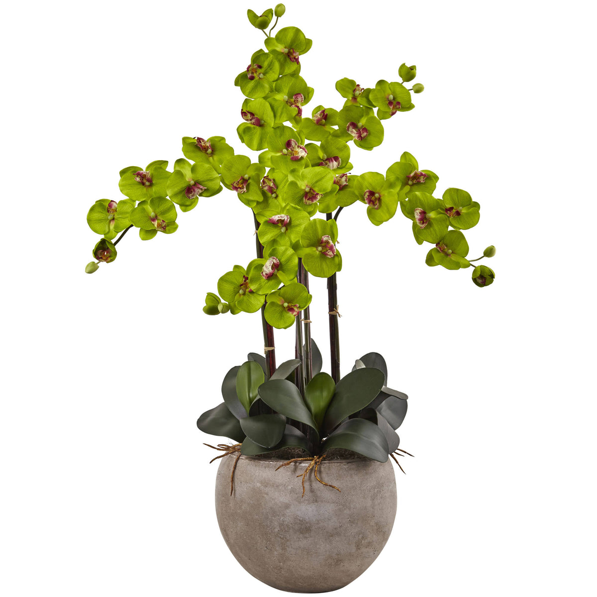 4.5 ft. Golden Cane Palm with Decorative Container C69571
