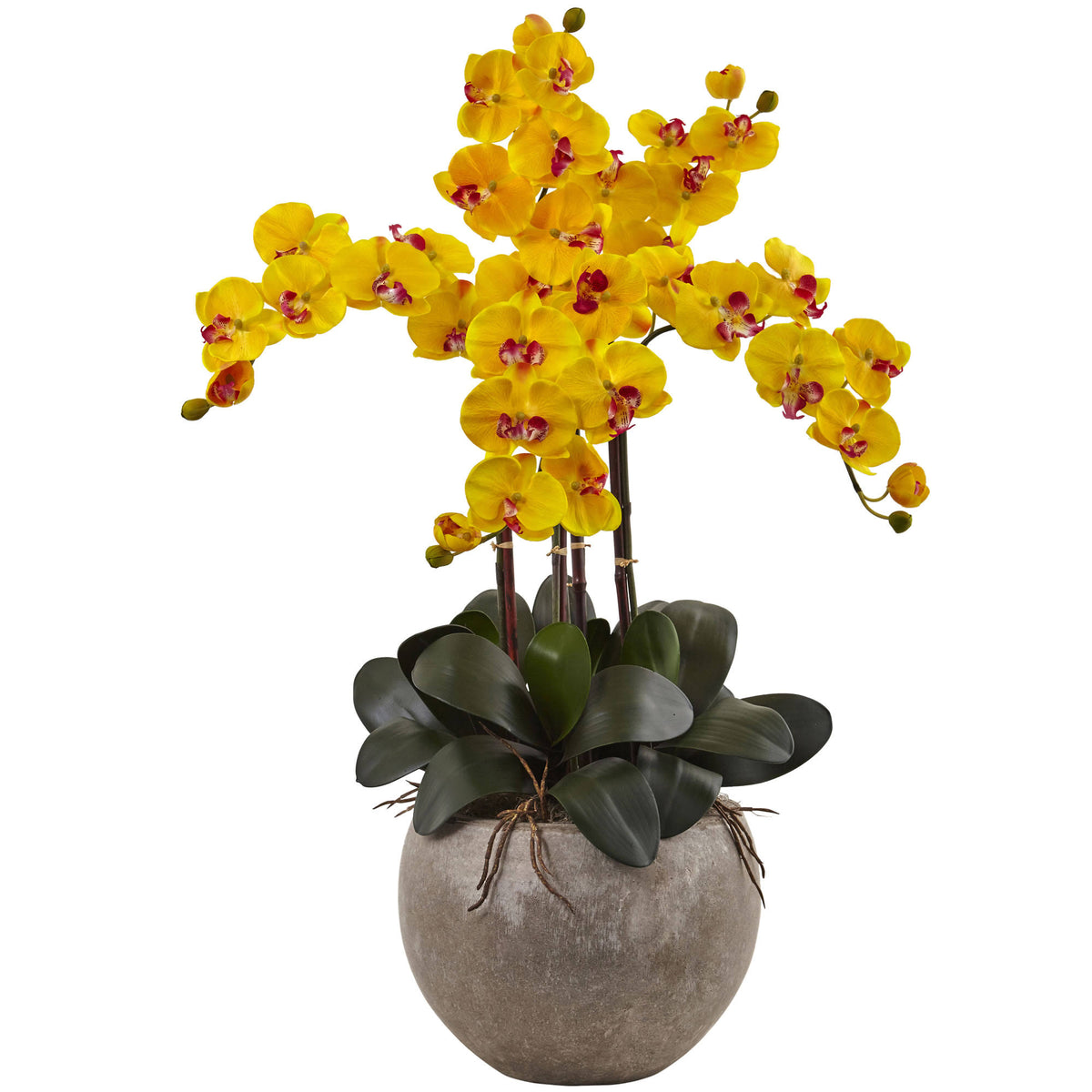 4.5 ft. Golden Cane Palm with Decorative Container C69571