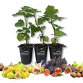 3 Live Tissue Culture Fig Tree Starter Plants T25698