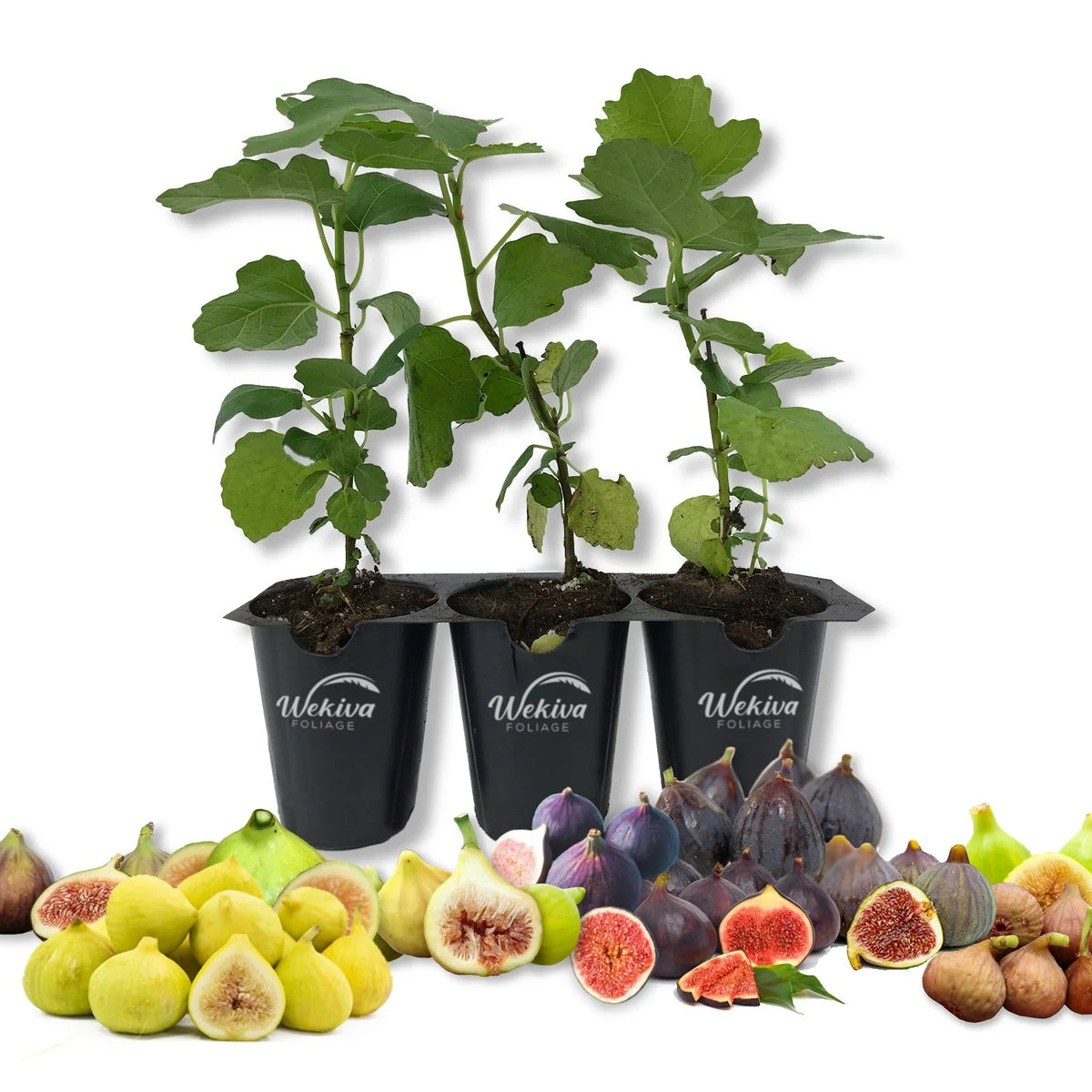 3 Live Tissue Culture Fig Tree Starter Plants T25698