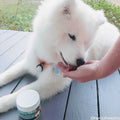Probiotics for Dogs Digestive Enzymes Supplement P1123
